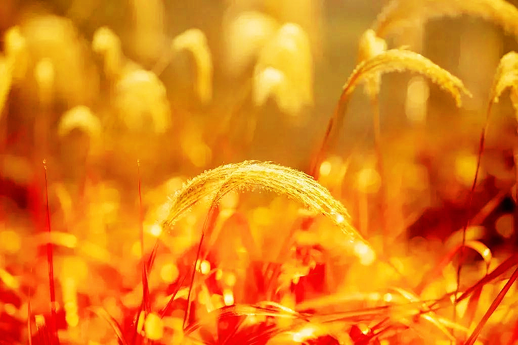 淮安洪泽西顺河湿地：秋水风光好 水乡