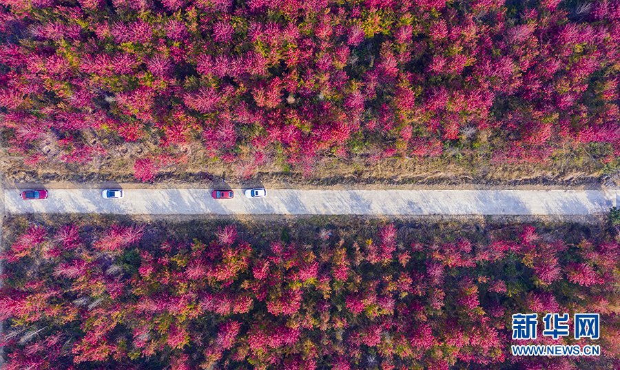 孝感：紅葉似火 點燃秋色