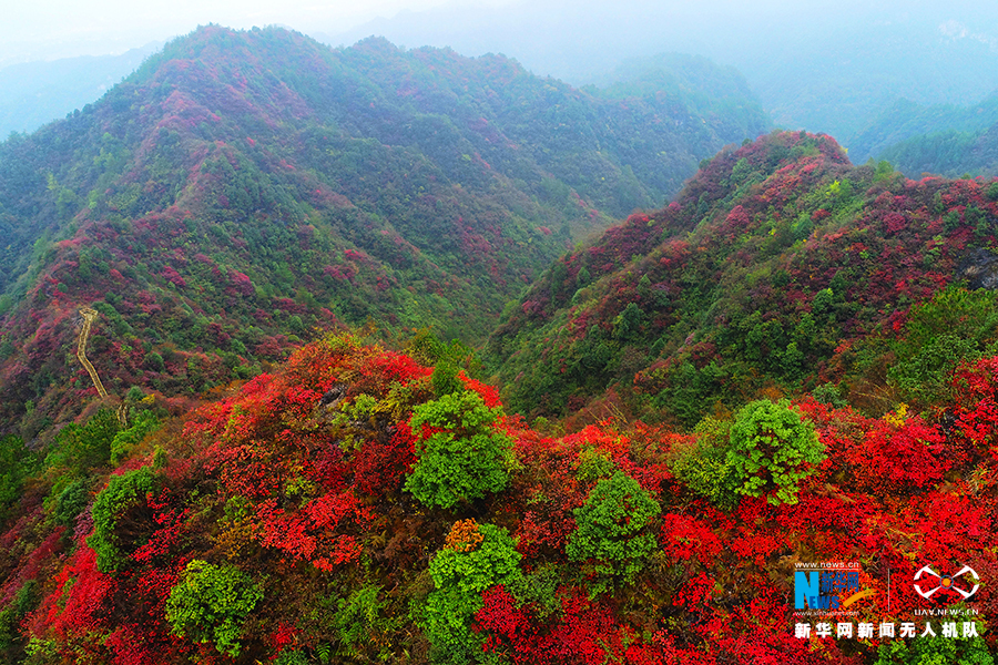 重庆：秋雨过后红叶美 绚丽秋景惹人醉