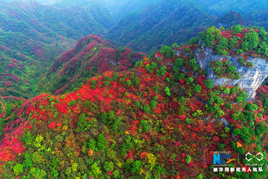 重庆：秋雨过后红叶美 绚丽秋景惹人醉