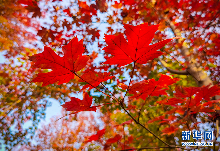 孝感：紅葉似火 點燃秋色