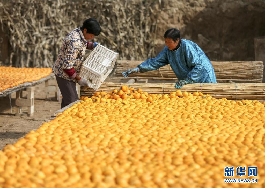 深秋晾柿 一派丰景