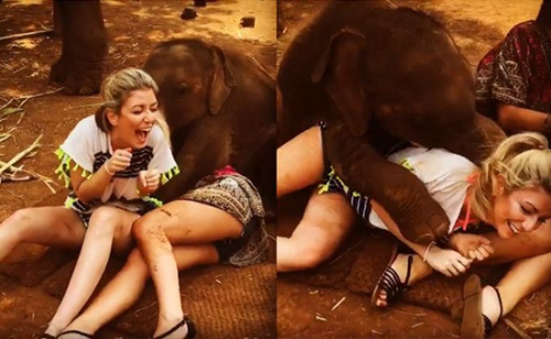 暖心：泰国小象卖萌 见人就给“爱的抱抱”(图)