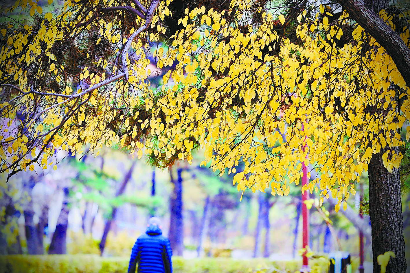 长春：南湖秋叶