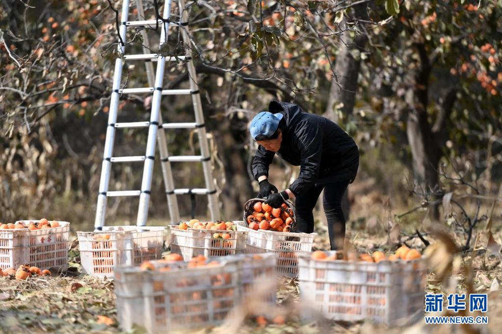 深秋晾柿 一派丰景