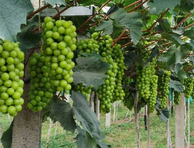 济南市莱芜区牛泉镇吕家楼村：“葡”写乡村振兴新篇章_fororder_微信图片_20211104133633