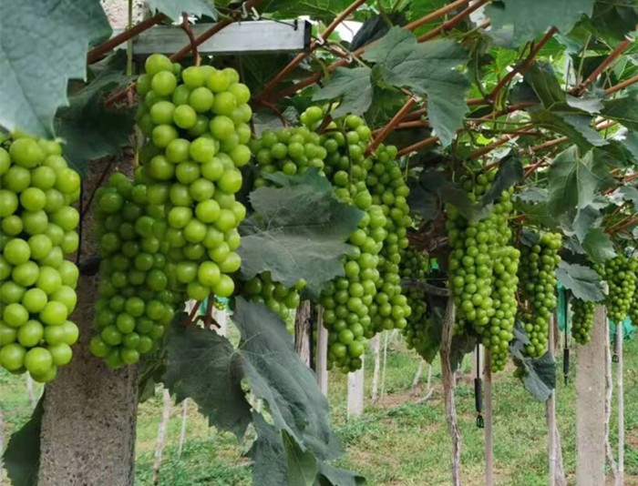 济南市莱芜区牛泉镇吕家楼村：“葡”写乡村振兴新篇章_fororder_微信图片_20211104133633