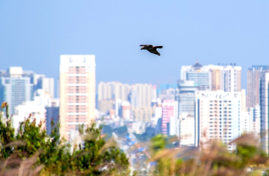 广西北海：越冬候鸟海面嬉戏