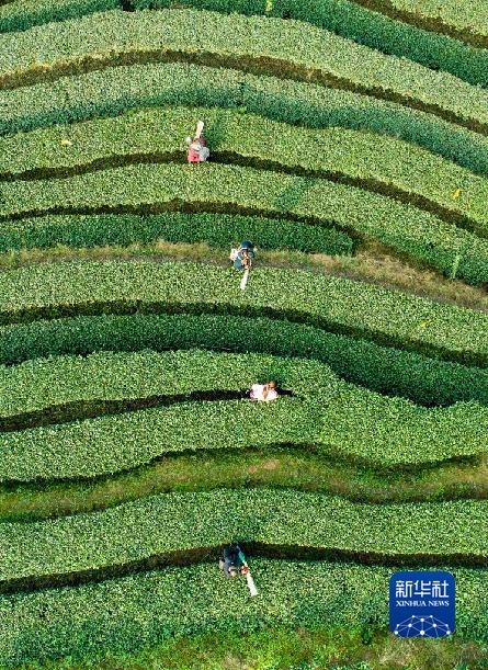 四川宜宾：茶园冬管忙