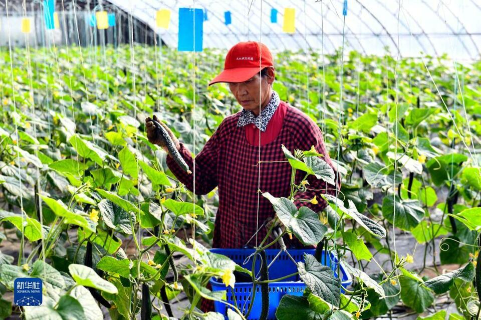 山东滨城：打造沿黄蔬菜基地