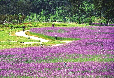 【中原名景-圖片】確山縣全力推進旅遊標準化示範縣建設