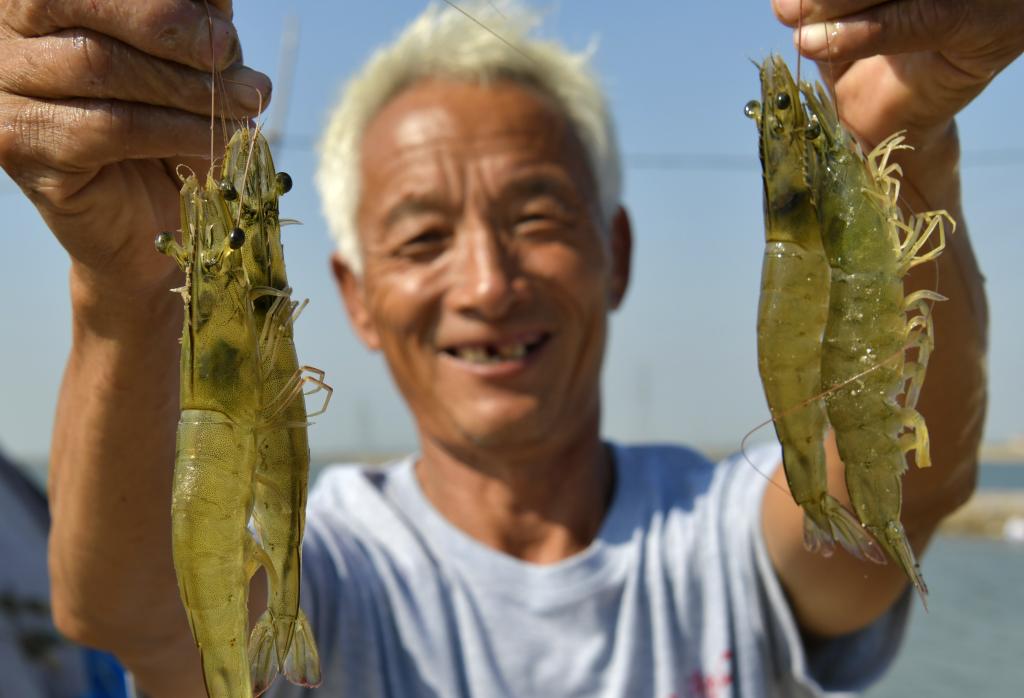 河北海興：“藍色糧倉”提速鄉村振興