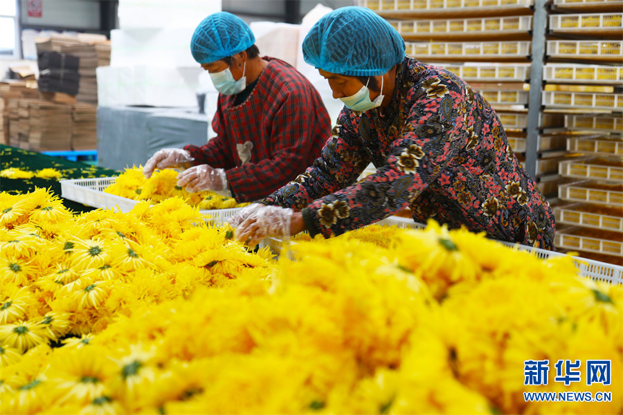 许昌鄢陵：“菊花经济”助力乡村振兴