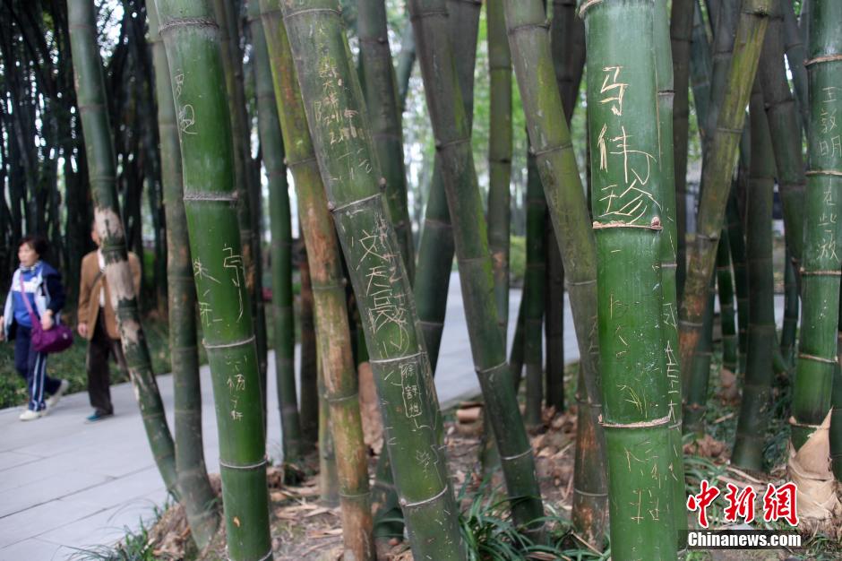 成都最大竹主题公园多处景观竹遭刻字
