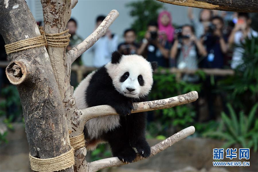 马来西亚为大熊猫宝宝取名为“暖暖”