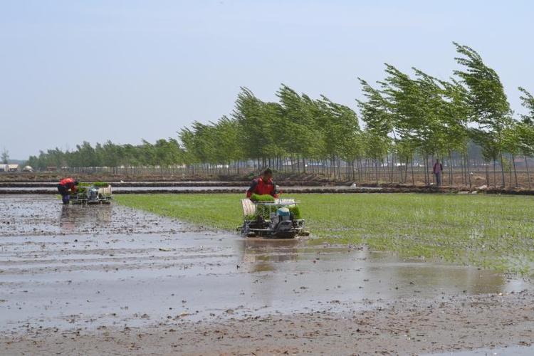 吉林省德惠市掀起水稻插秧高潮