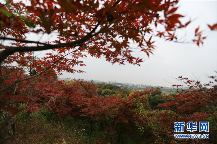 귀주 귀양, 그림같은 가을 비경_fororder_rBABC2F_OZyAAx5mAAAAAAAAAAA118.800x533