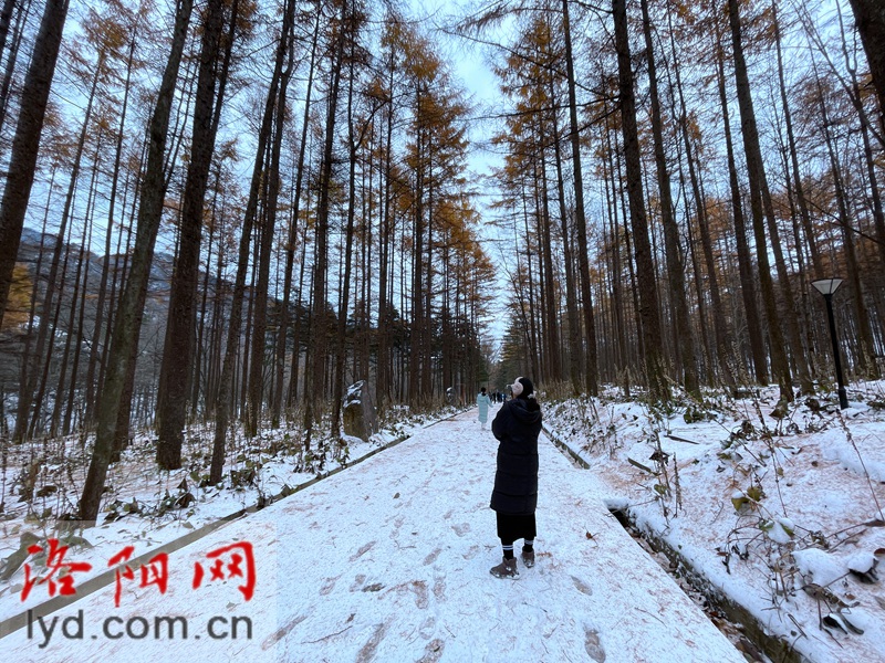 美成仙境！洛阳白云山迎新一轮降雪
