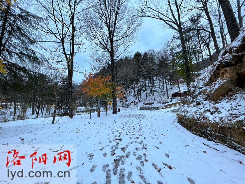 美成仙境！洛阳白云山迎新一轮降雪