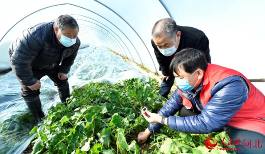 河北文安：農技人員下鄉 防寒防凍保生産