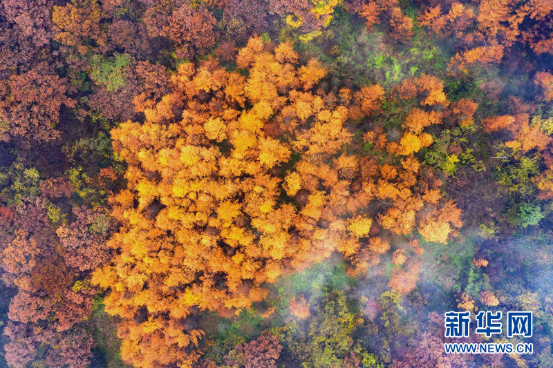 湖北保康：未品濃秋已立冬 五彩山景更醉人