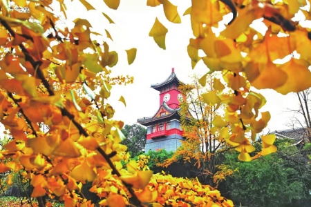 （中首）雲賞美圖 金黃銀杏上線