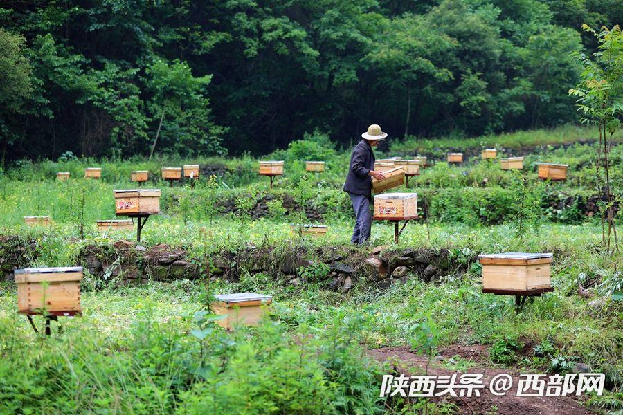 宁陕棋盘村农民致富的“甜蜜产业”