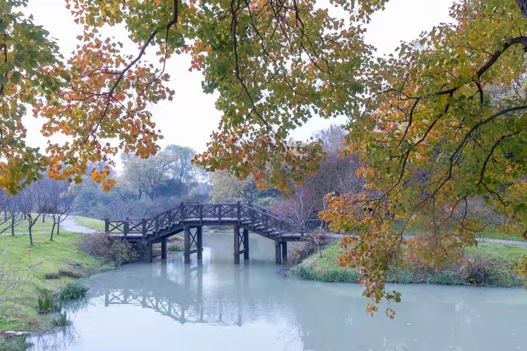 揚州：山明水凈夜來霜 數樹深紅出淺黃