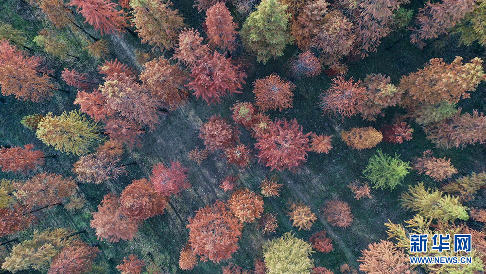 【“飛閱”中國】醉美紅杉 冬日如畫