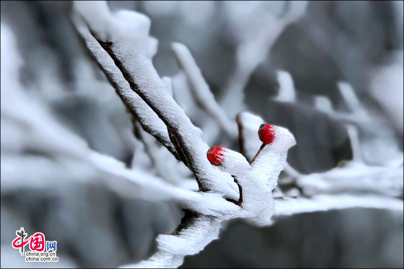 雾凇下的黄山 再现电影《冰雪奇缘》场景