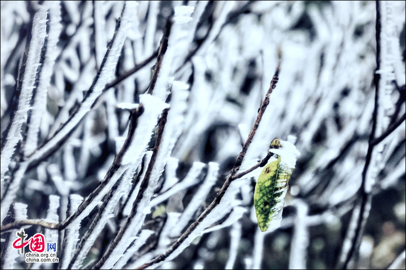 雾凇下的黄山 再现电影《冰雪奇缘》场景