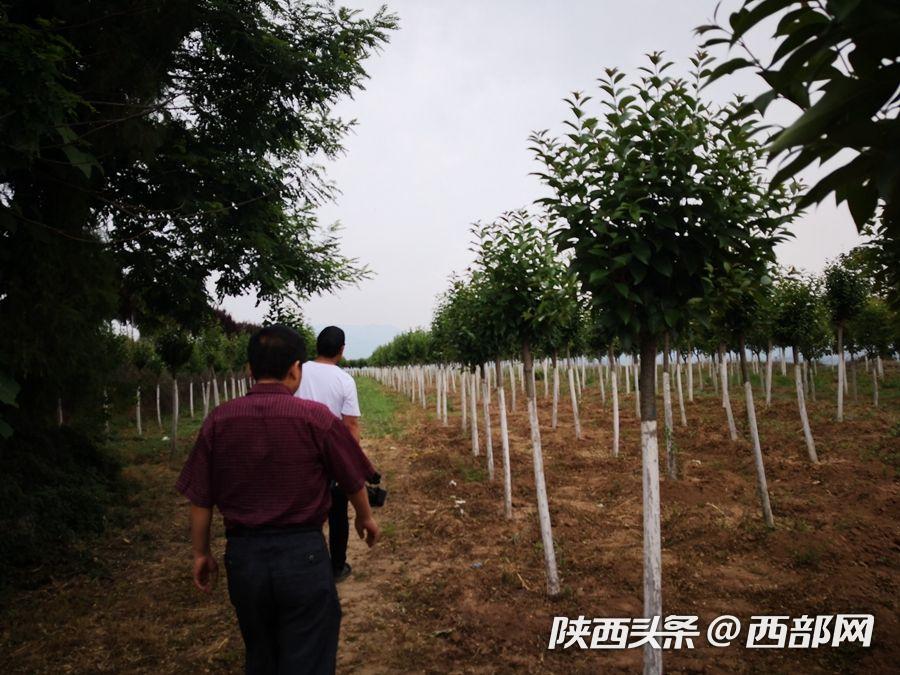 由扶贫到致富 西安市临潼王湾村的绿色产业之路