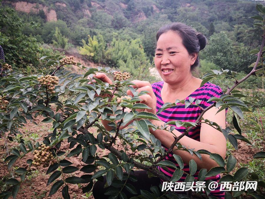 由扶贫到致富 西安市临潼王湾村的绿色产业之路