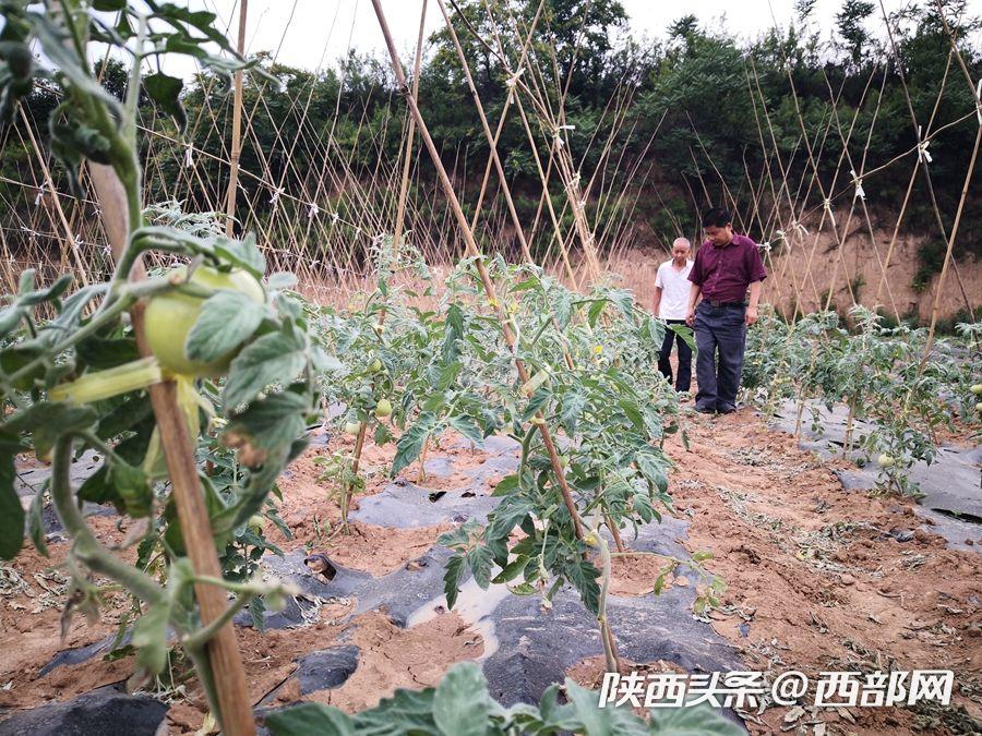 由扶贫到致富 西安市临潼王湾村的绿色产业之路