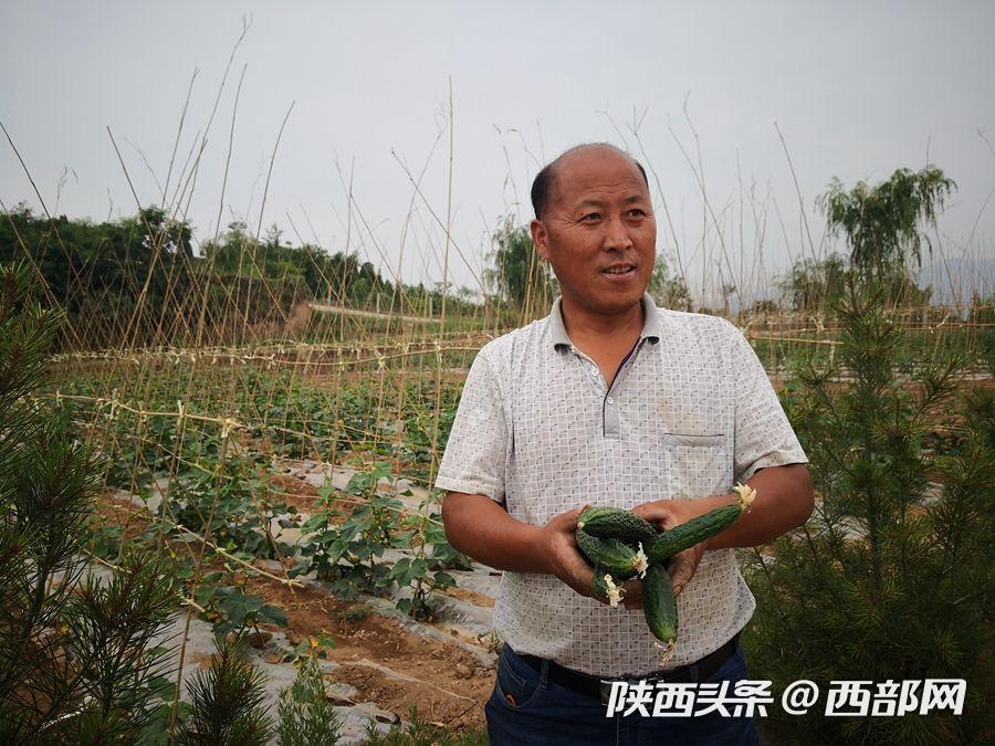 由扶贫到致富 西安市临潼王湾村的绿色产业之路