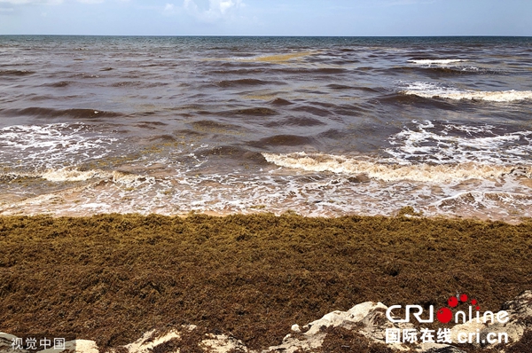 墨西哥tulum,马尾藻侵袭当地海岸.图片来源:视觉中国