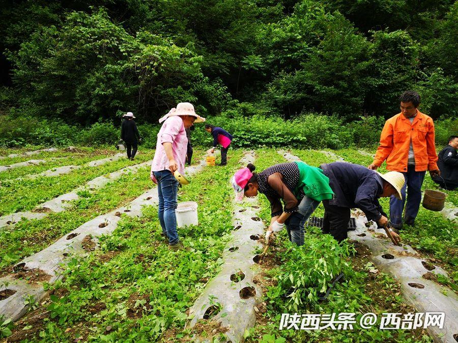 寧陜新場鎮園區升級助推産業振興 貧困戶家門口就能上班