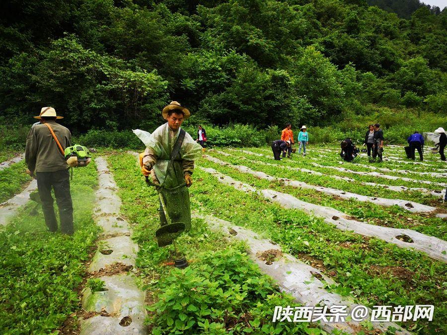 寧陜新場鎮園區升級助推産業振興 貧困戶家門口就能上班