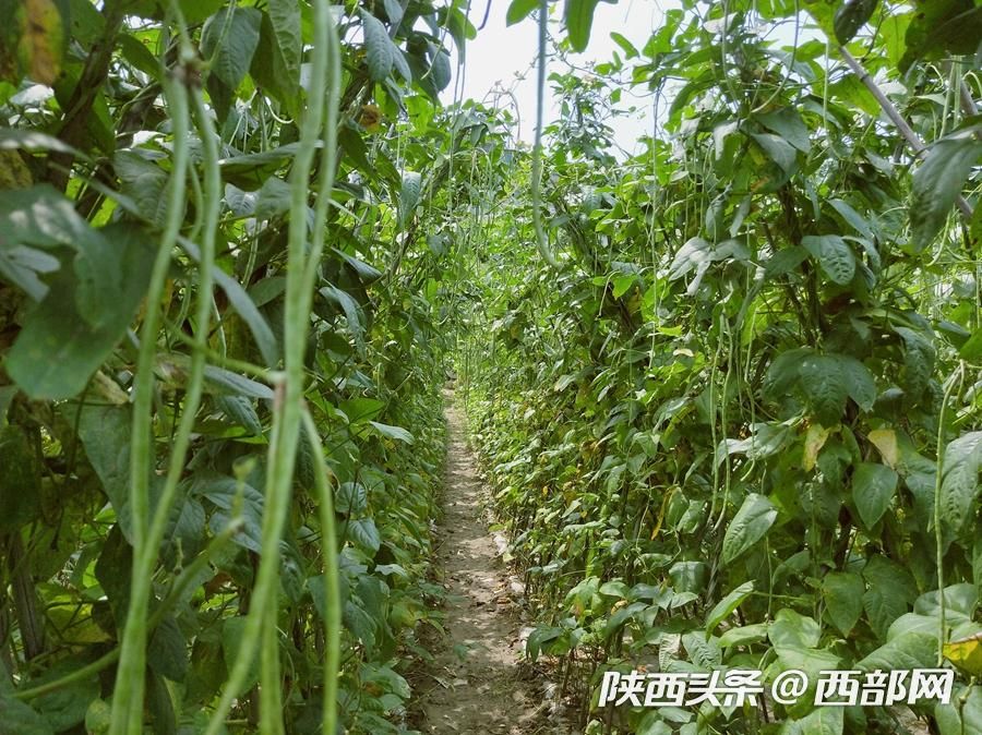 石泉太阳村的“太阳产业” 让村民富了起来