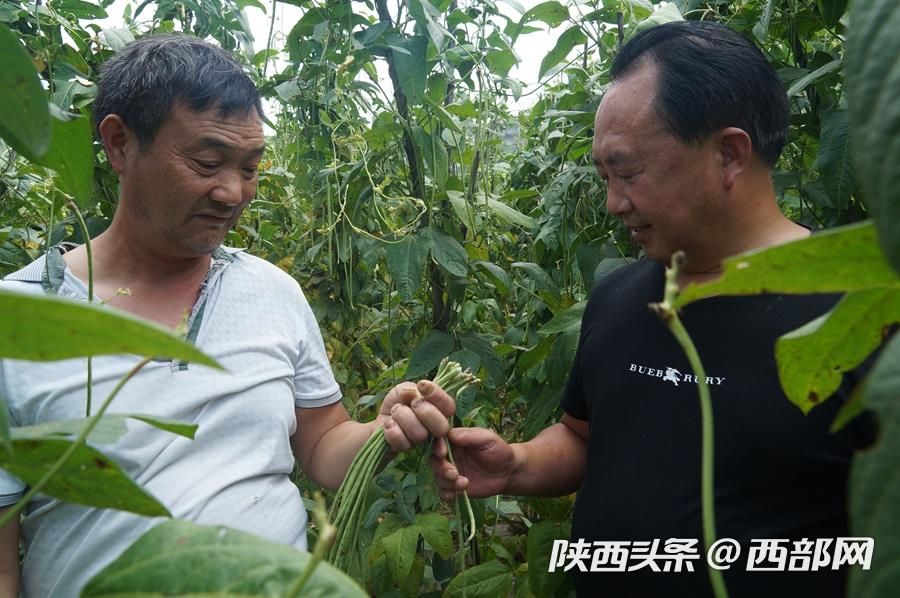 石泉太阳村的“太阳产业” 让村民富了起来