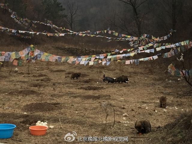 北京怀柔400余只狐狸集体下山咬死家禽 警方介入