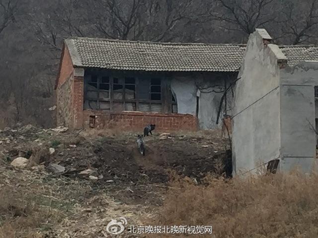 北京怀柔400余只狐狸集体下山咬死家禽 警方介入