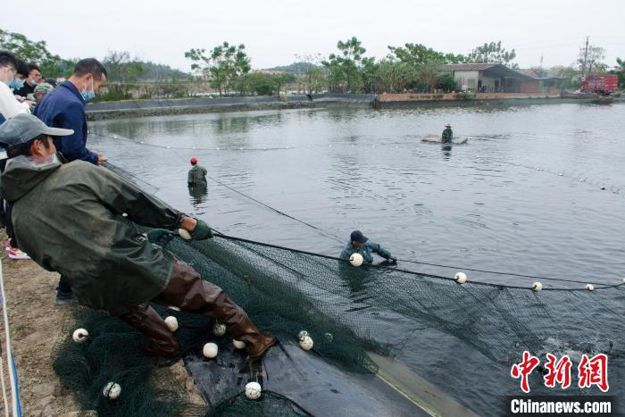 Sana'ar kamun kifi a Guangxi_fororder_4