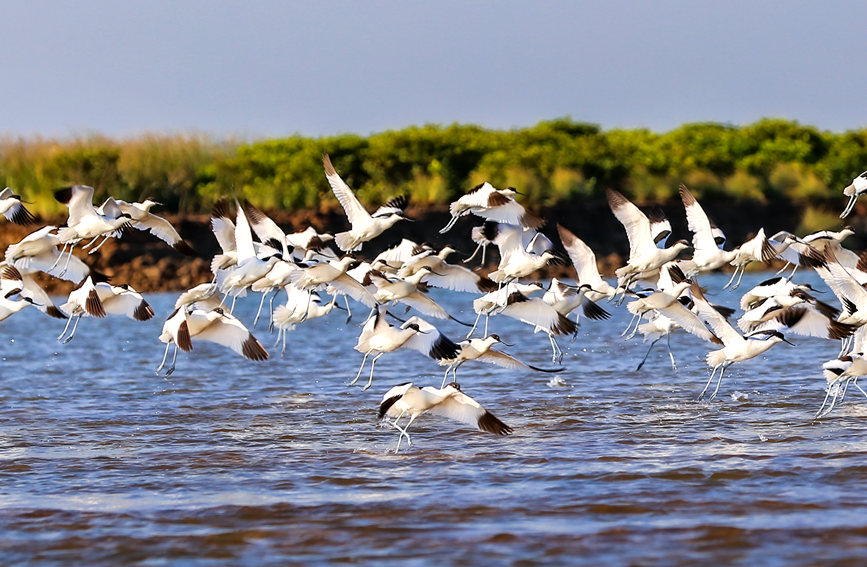 廣西合浦：“濕地精靈”反嘴鷸展翅飛舞