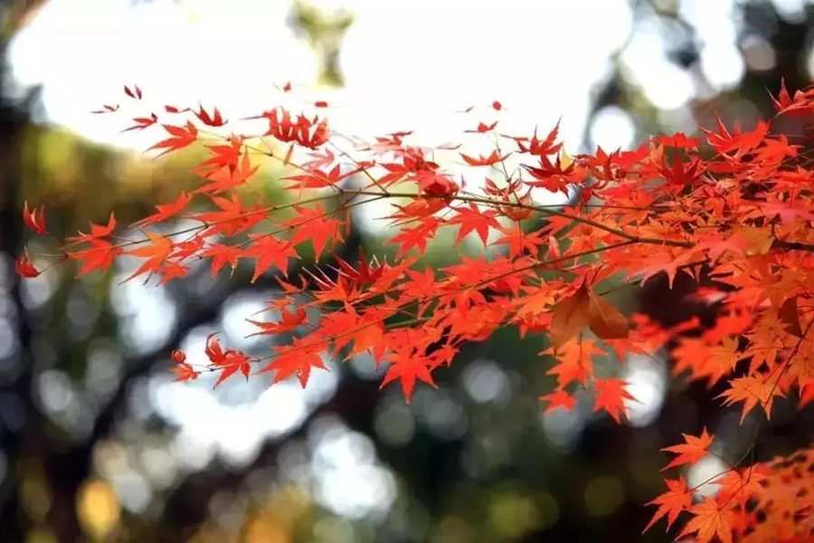 Découvrez les plus beaux paysages d'automne du Shaanxi_fororder_4_副本