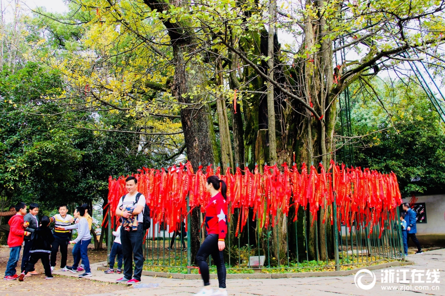 杭州：千年銀杏王迎來最美季節