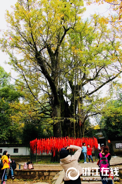 杭州：千年銀杏王迎來最美季節
