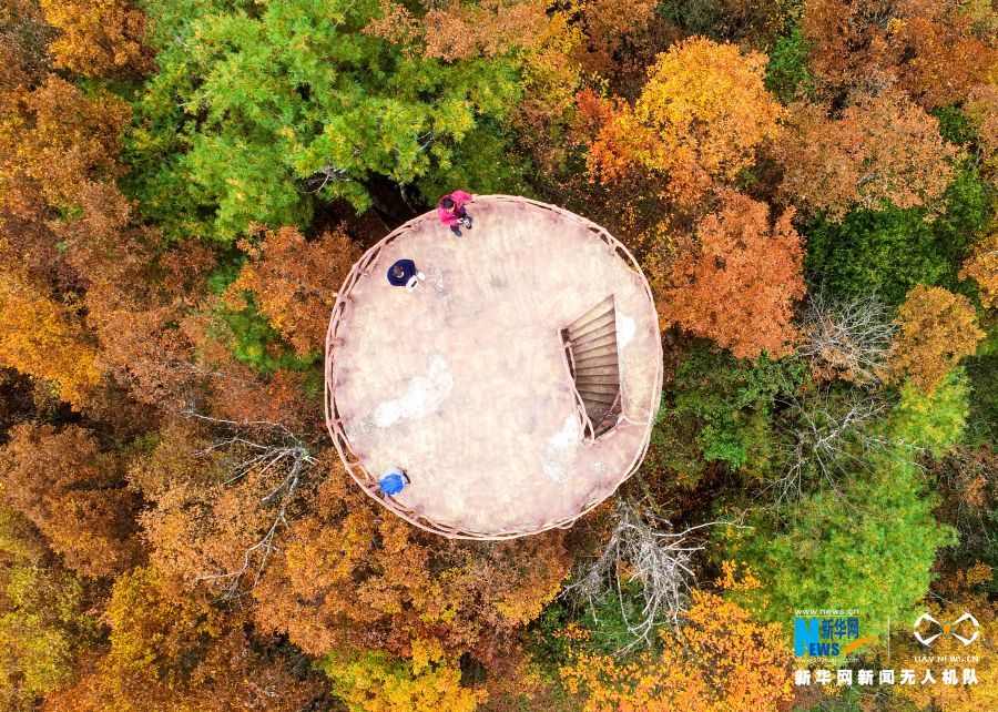 【城市远洋】重庆城口邂逅大雪 漫山彩林“白了头”