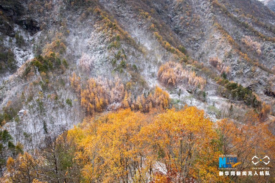 【城市远洋】重庆城口邂逅大雪 漫山彩林“白了头”