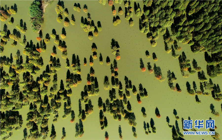 “水中森林”别样美